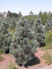 Vanderwolf Pine